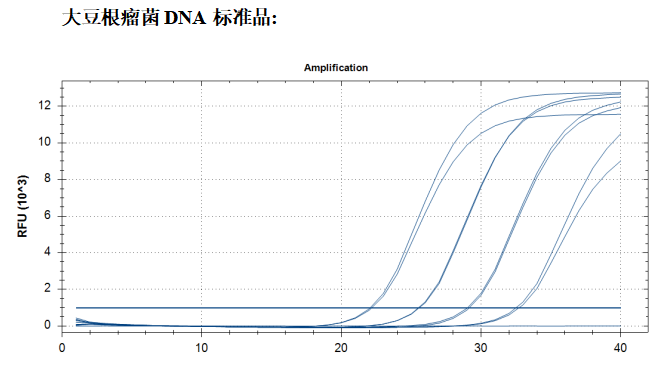 Soybean Rhizobium DNA Standard-BNCC