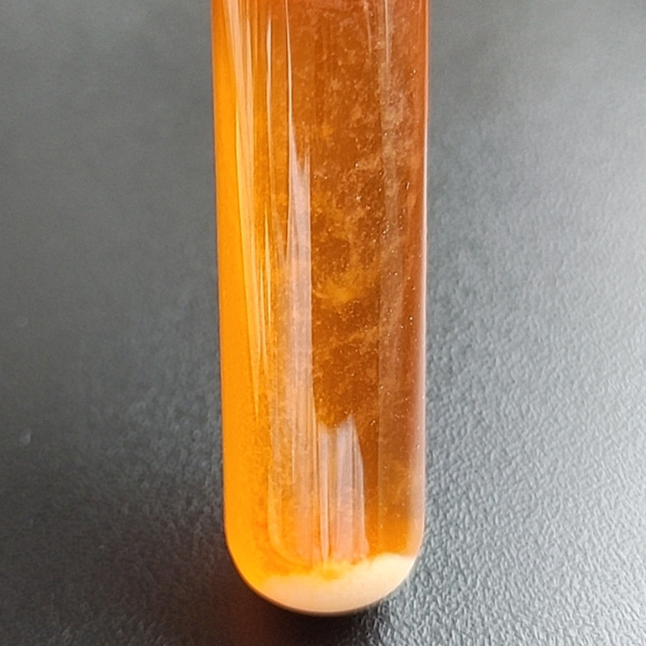 Mouse host associated lactobacilli-BNCC