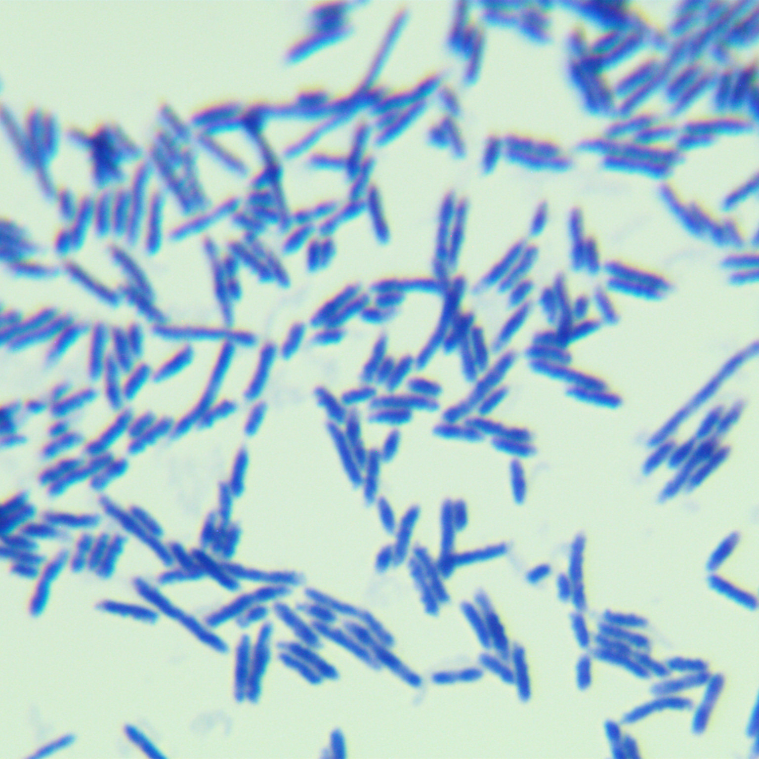 Mouse host associated lactobacilli-BNCC