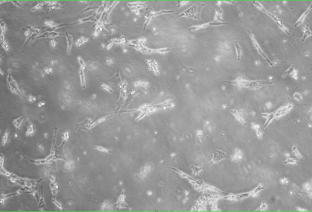 Indoor quality control material for mouse pneumonia virus (PVM) ribonucleic acid liquid-BNCC