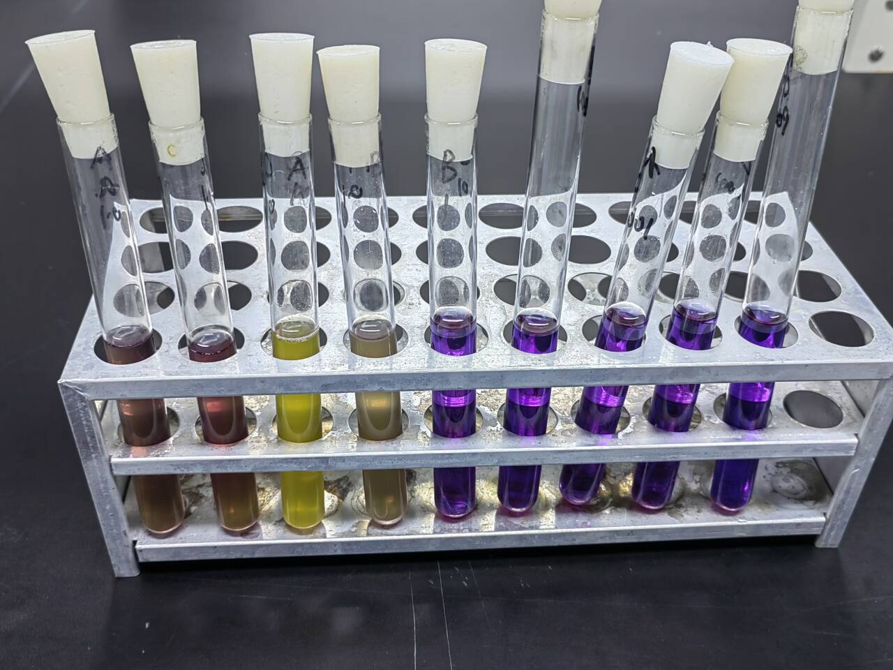 Quality control samples of total coliform bacteria in water quality-BNCC