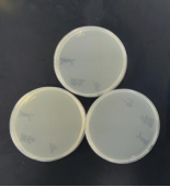 Harmless Listeria DNA standard-BNCC