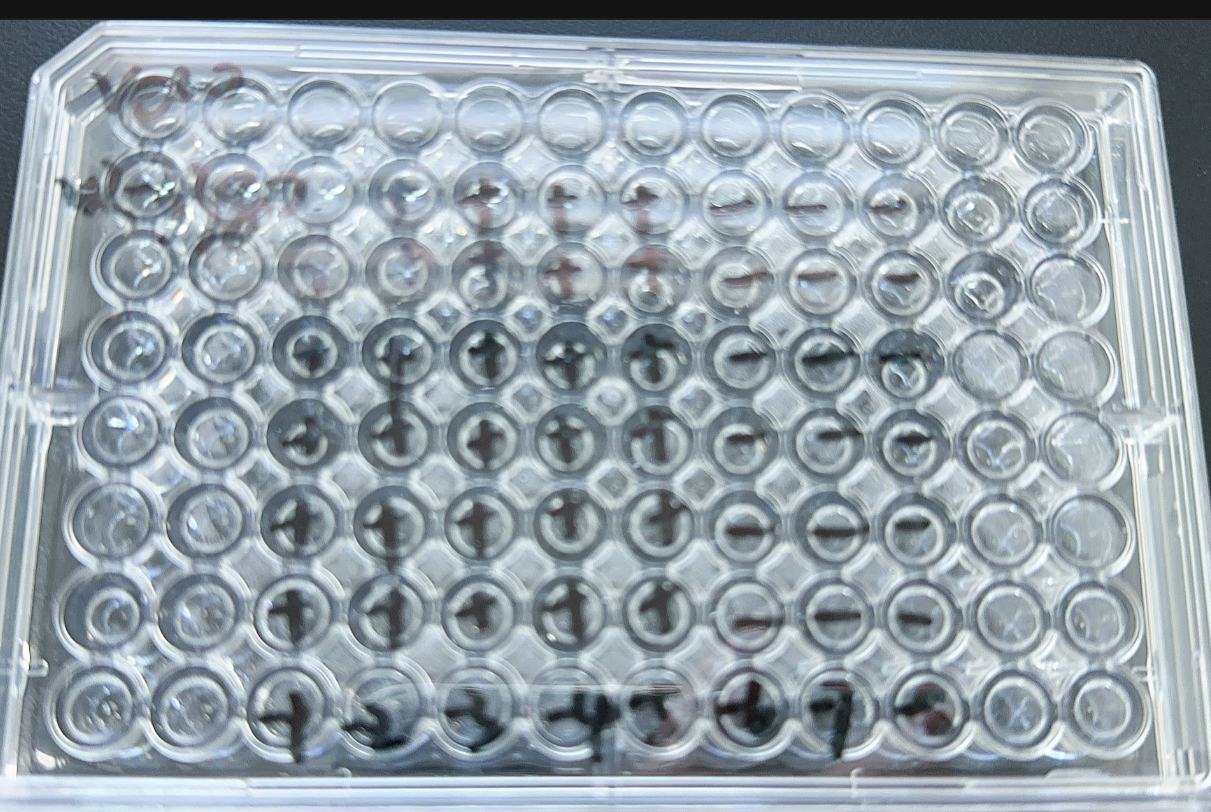Dengue virus 3-BNCC