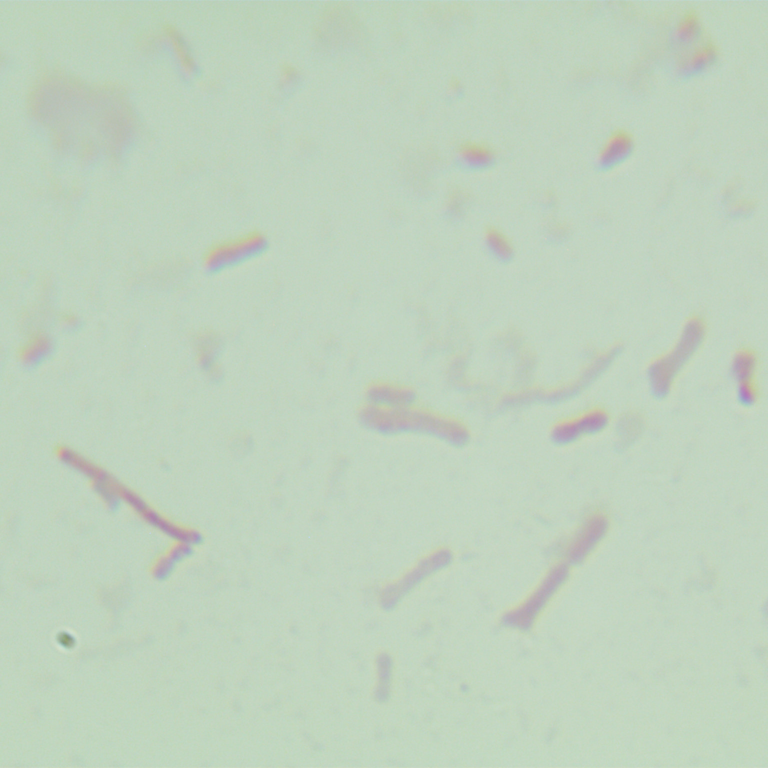 Duncan's bacteria in mouse colon-BNCC
