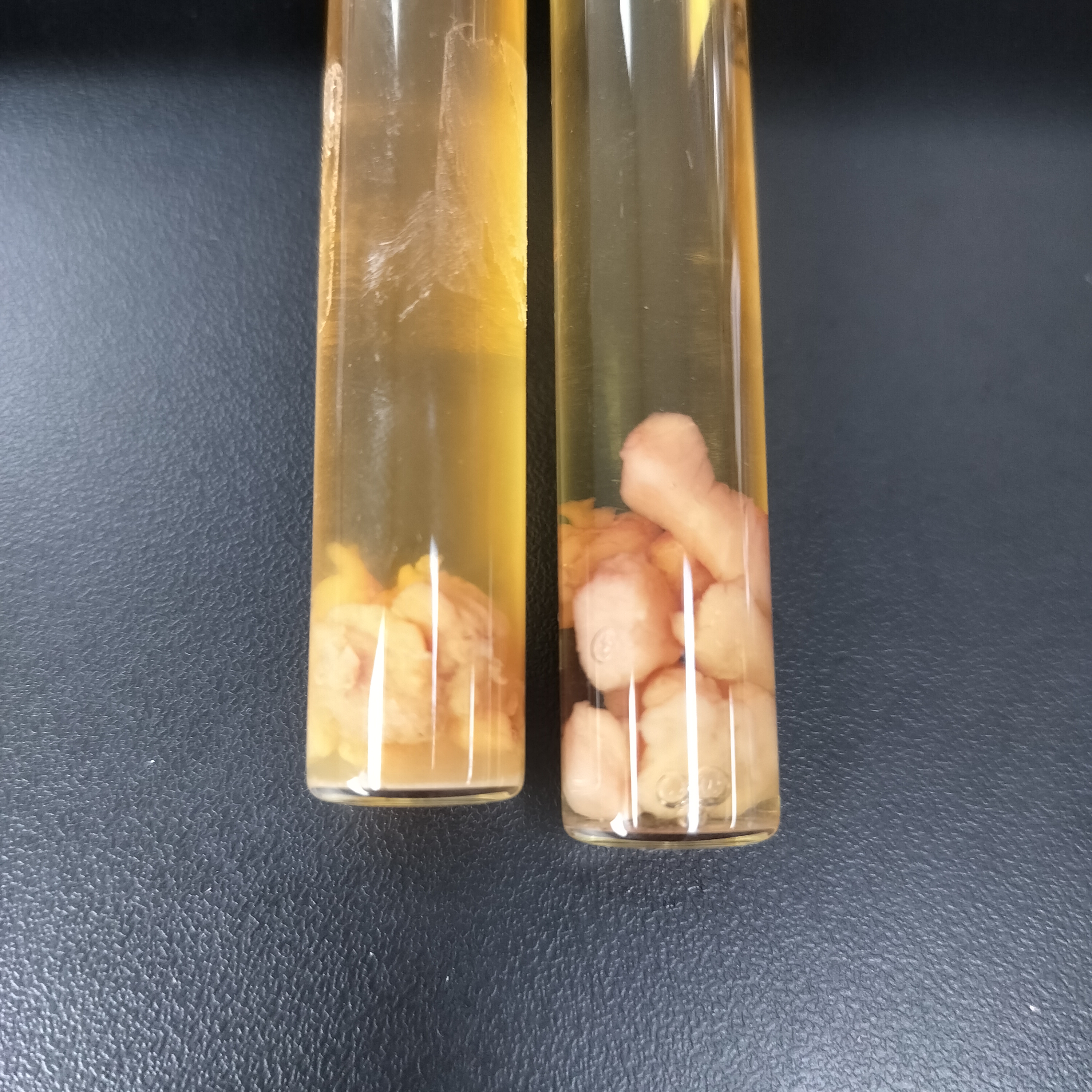 Duncan's bacteria in mouse colon-BNCC