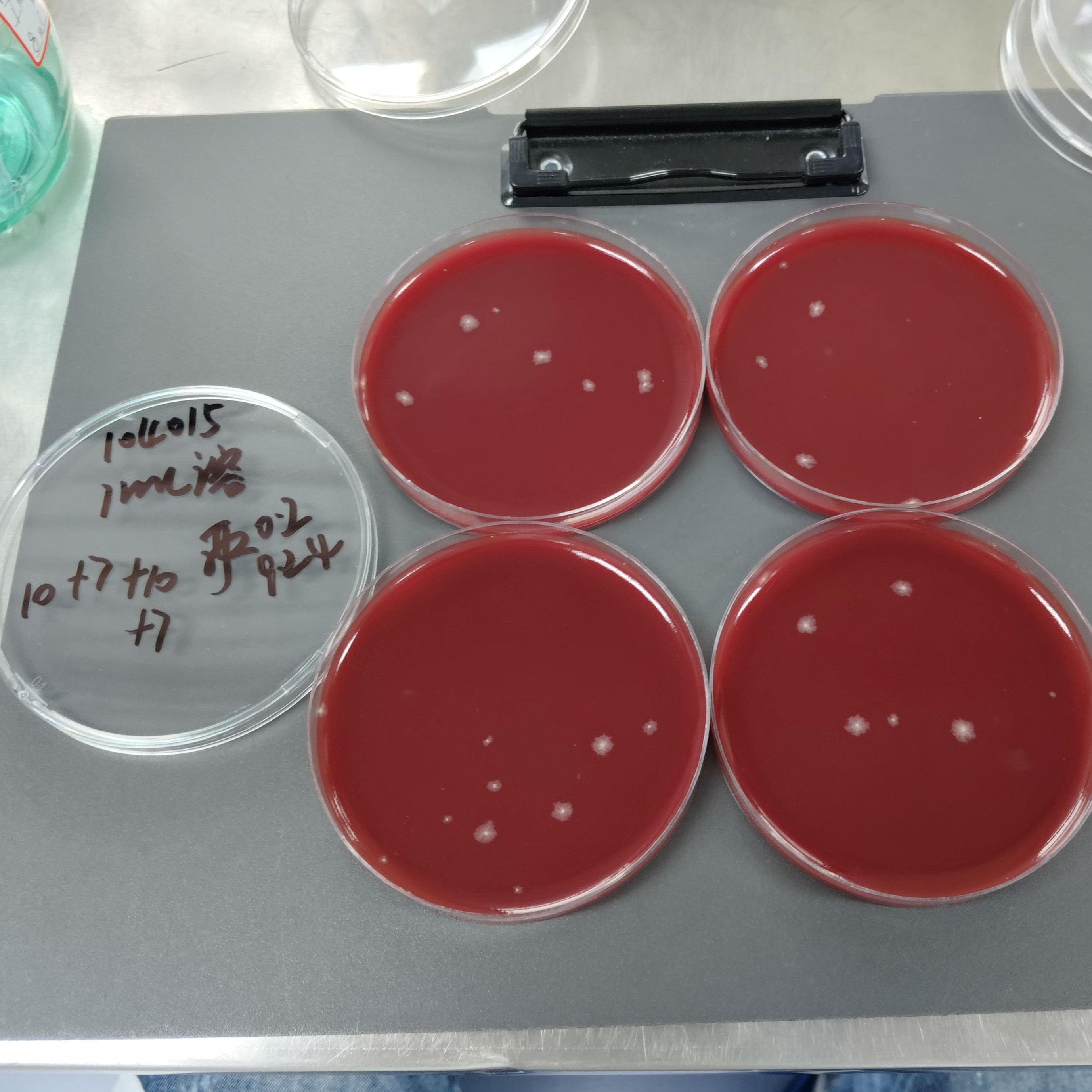 Quantitative strain of Clostridium sporogenes-BNCC