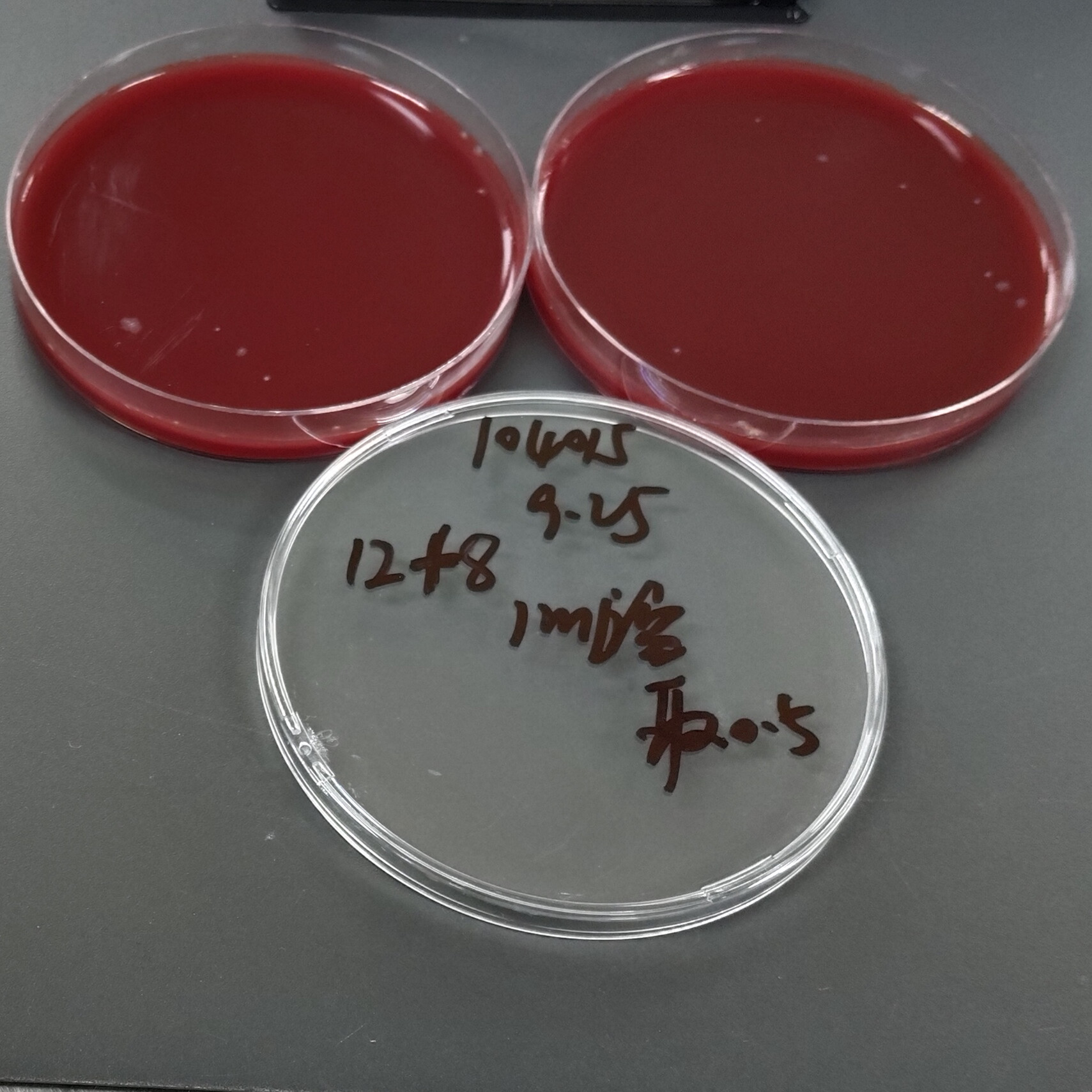 Quantitative strain of Clostridium sporogenes-BNCC