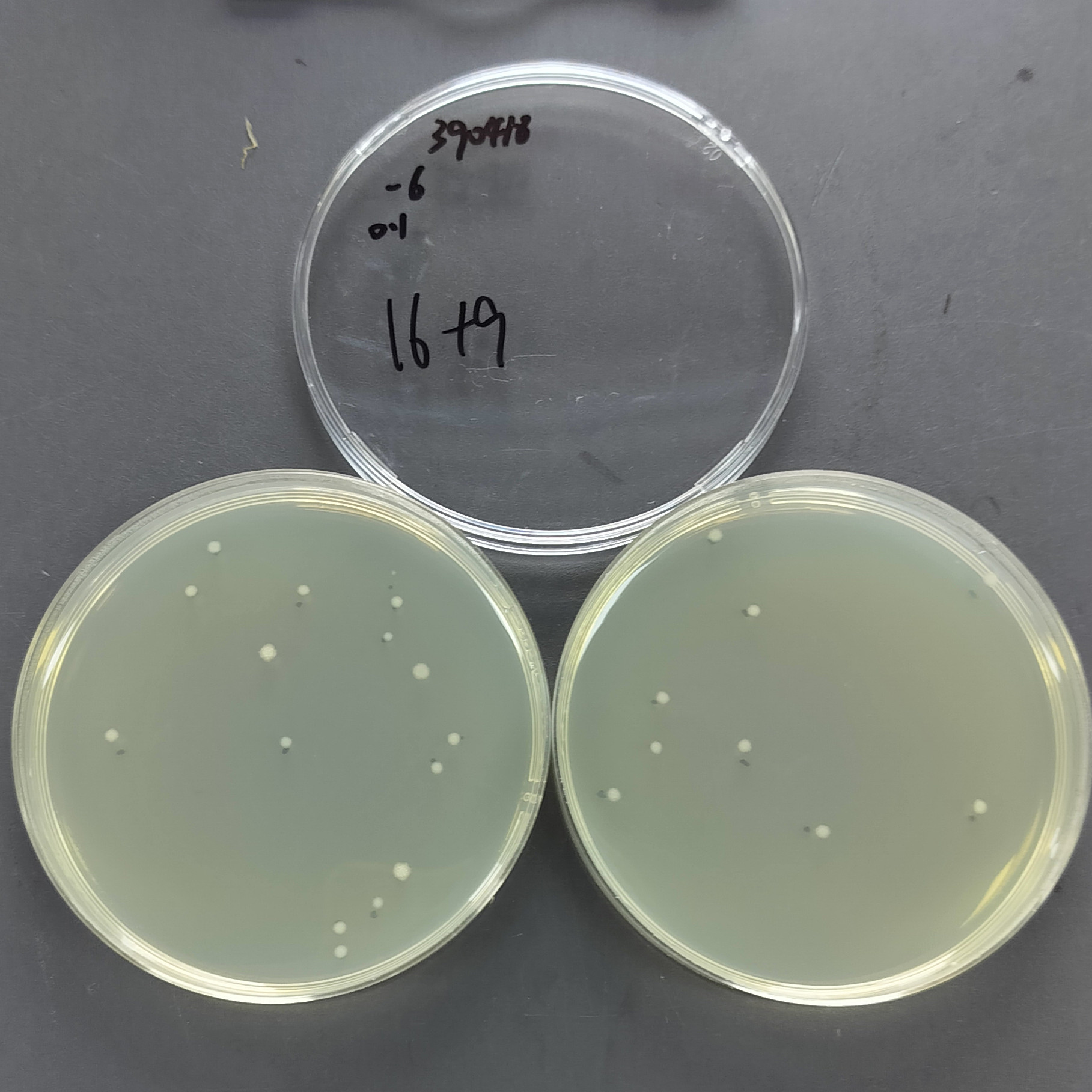 Bacillus subtilis-BNCC