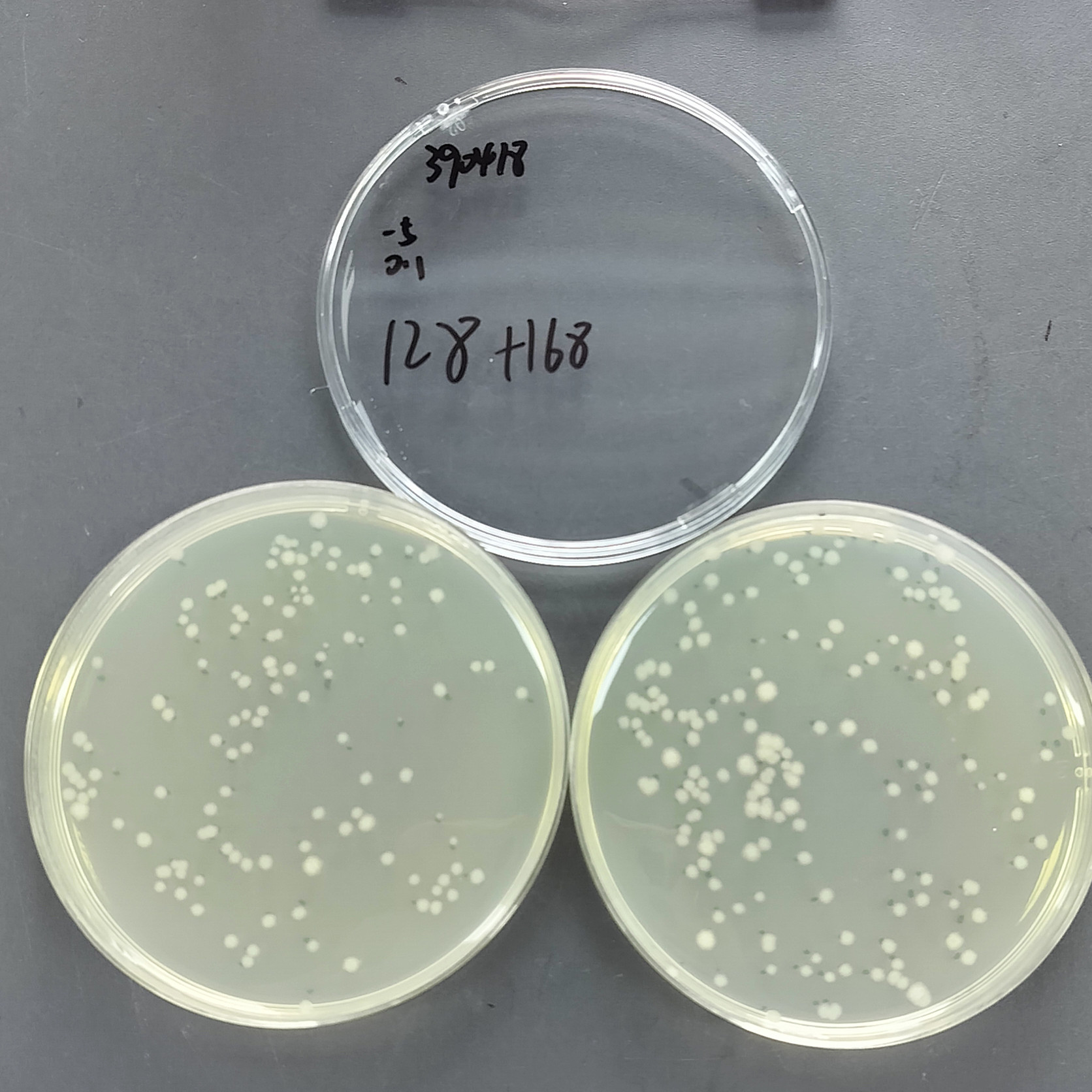 Bacillus subtilis-BNCC