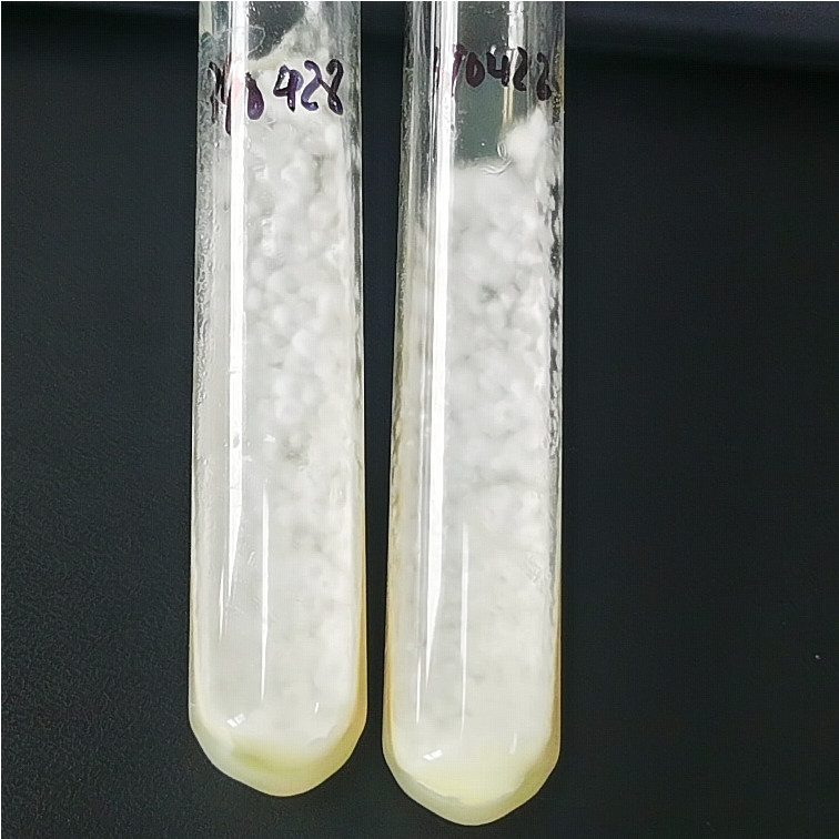 Aspergillus nidulans-BNCC
