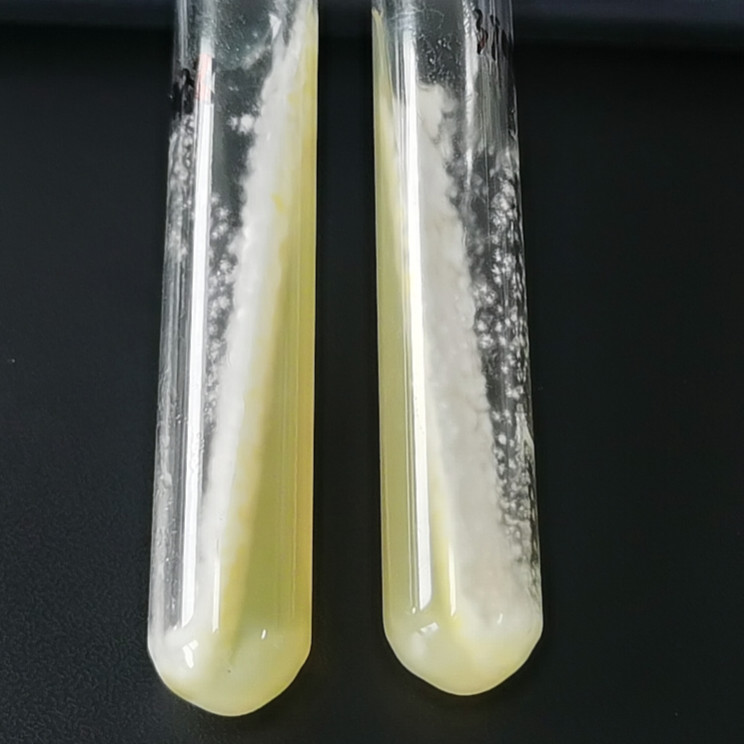 Aspergillus nidulans-BNCC