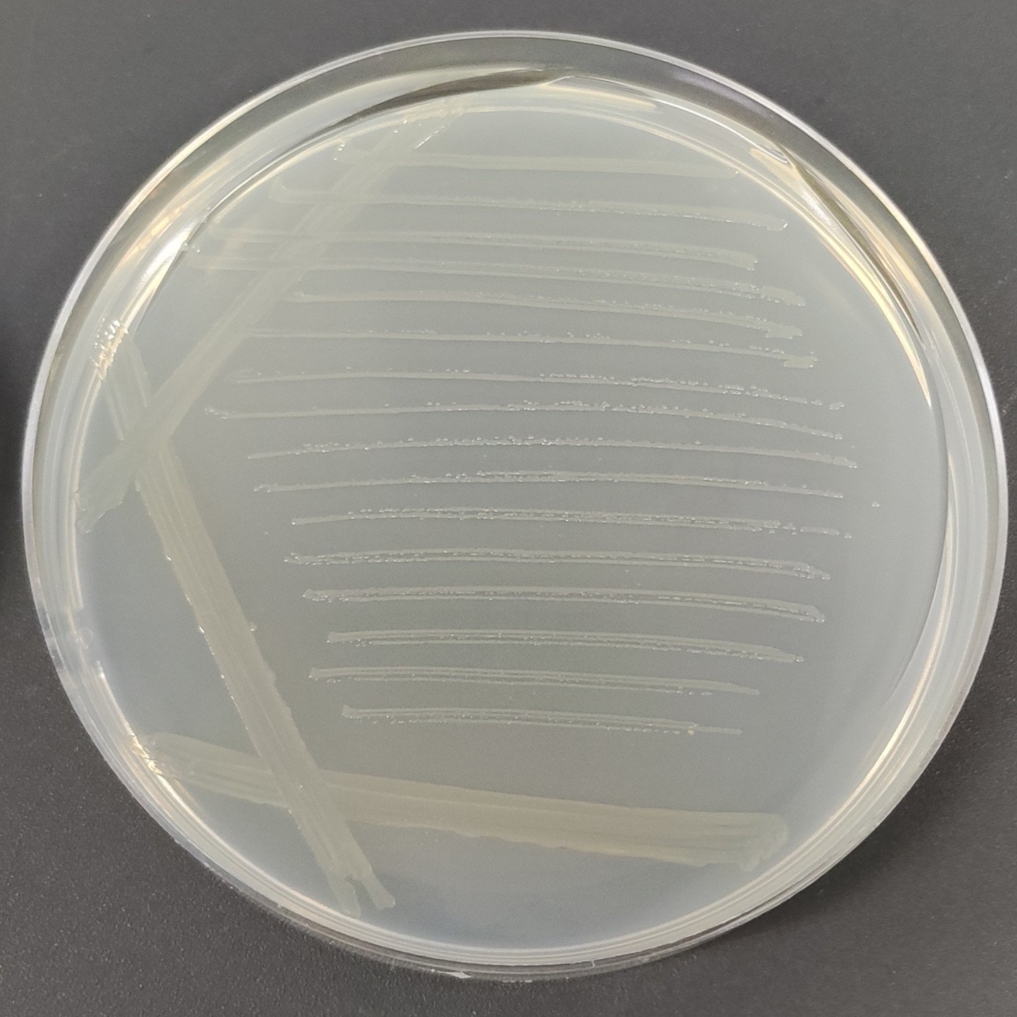 Vibrio cholerae-BNCC