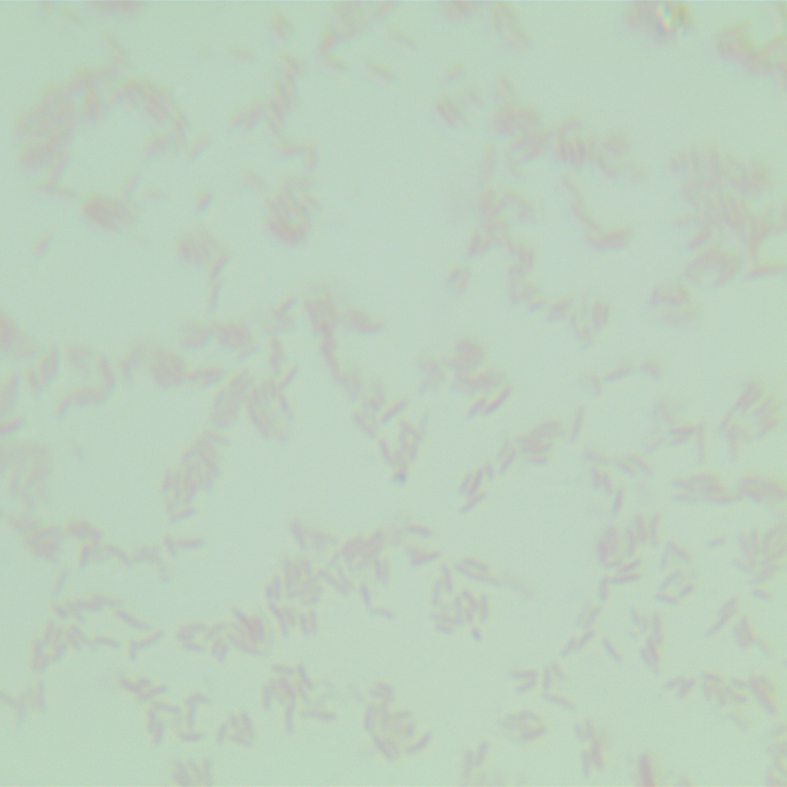 Vibrio cholerae-BNCC