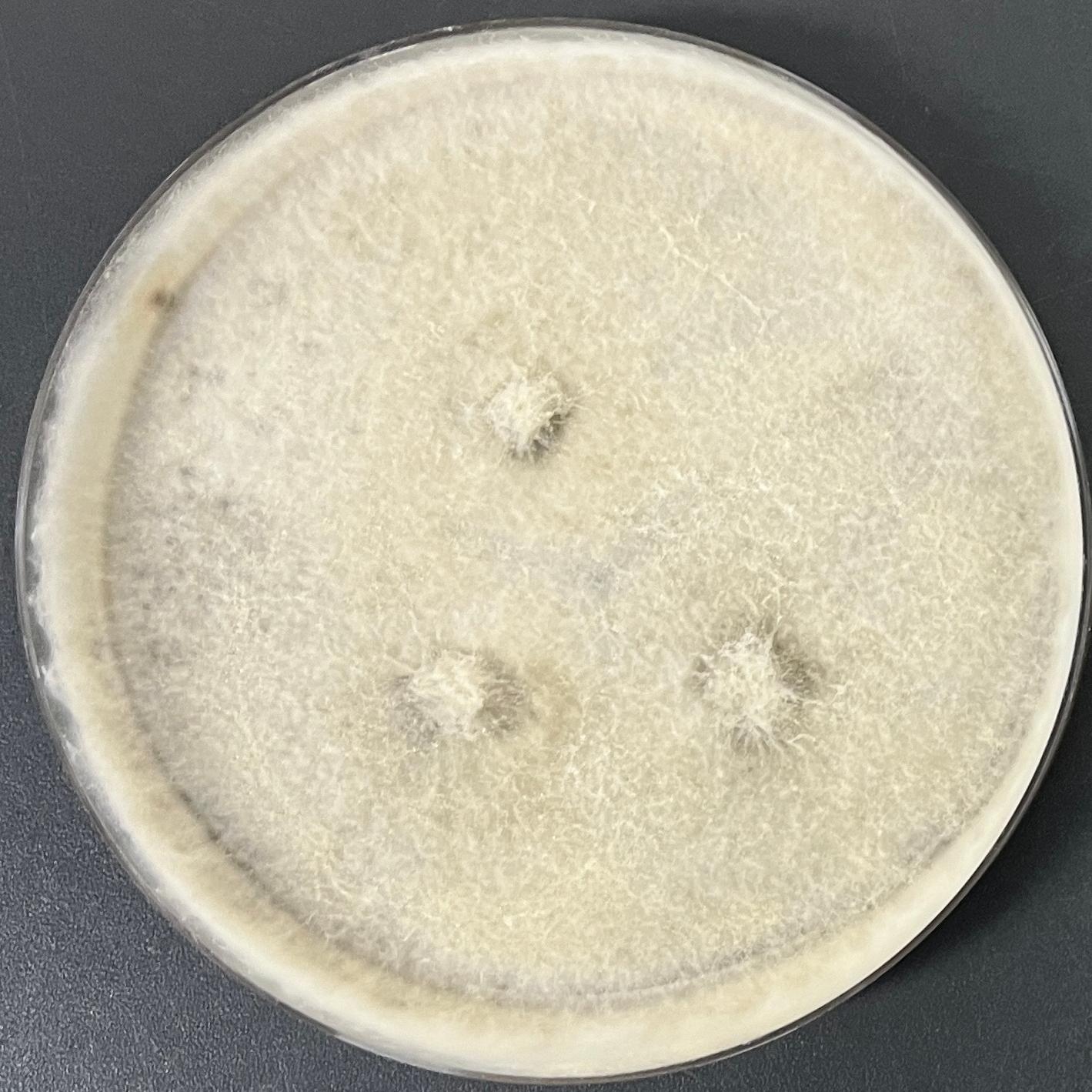 Aspergillus genus-BNCC