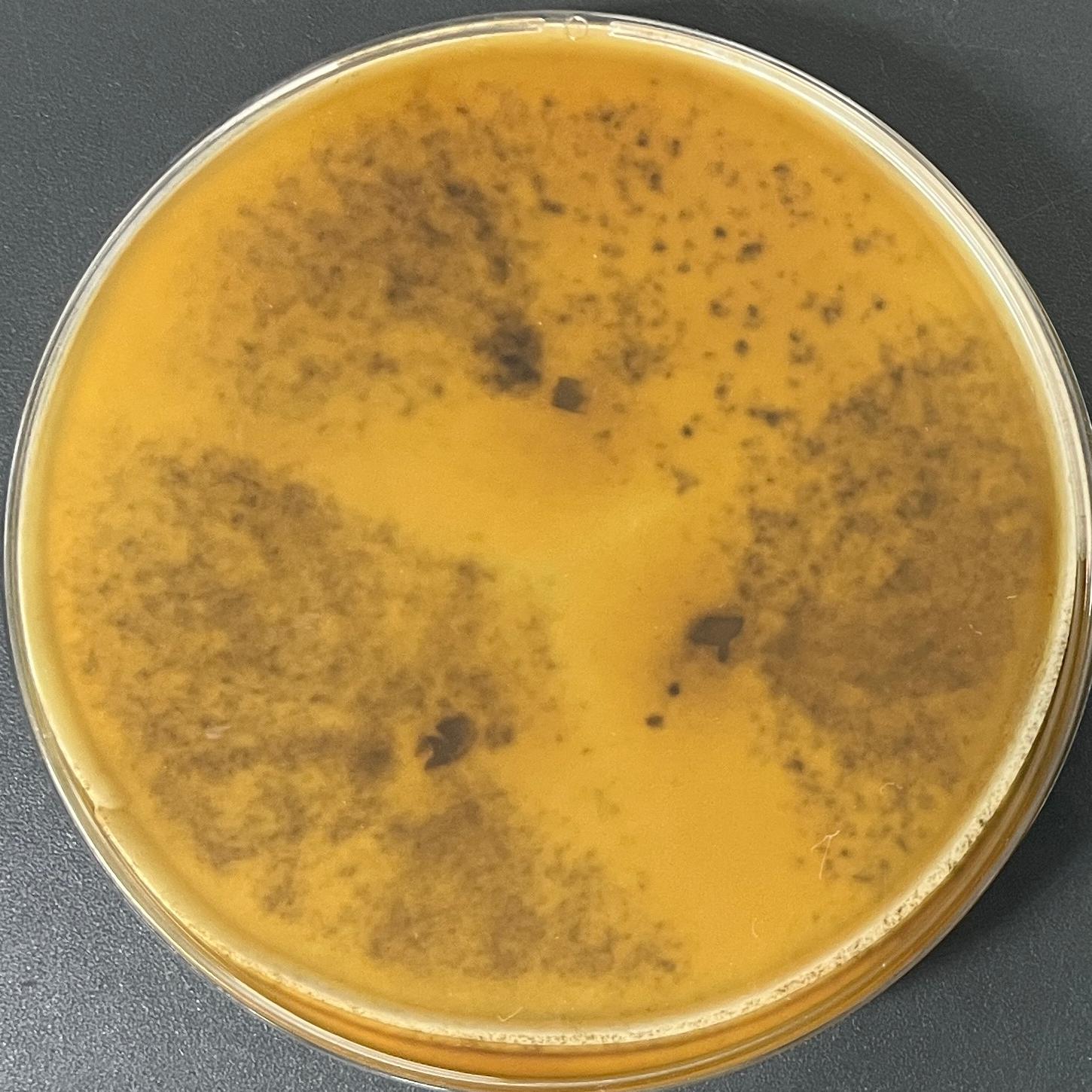 Aspergillus genus-BNCC