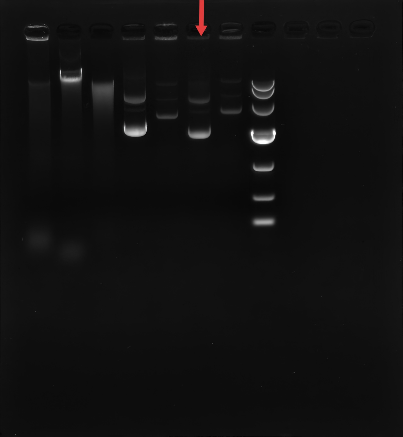 PET-32a (low copy)-BNCC