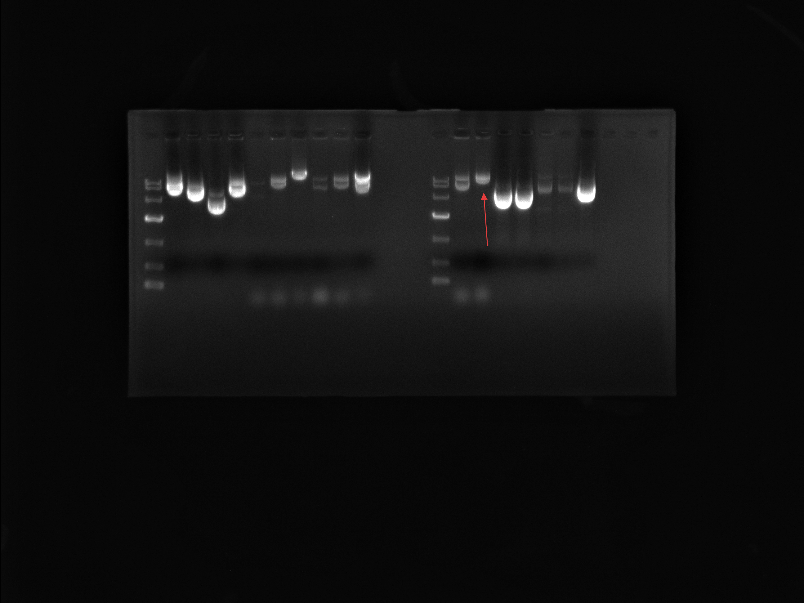 pX459 V2.0-BNCC