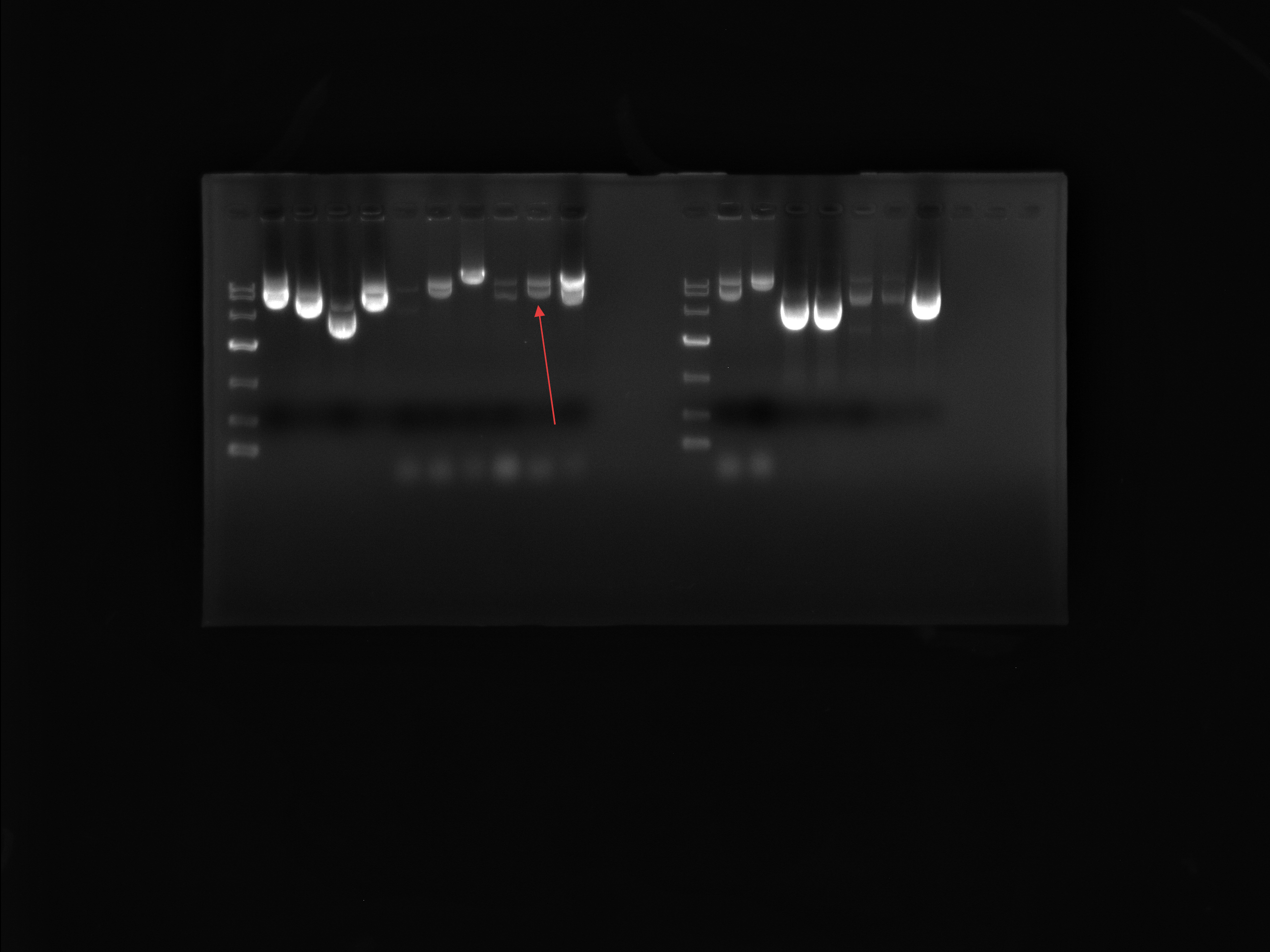 pESC-LEU-BNCC