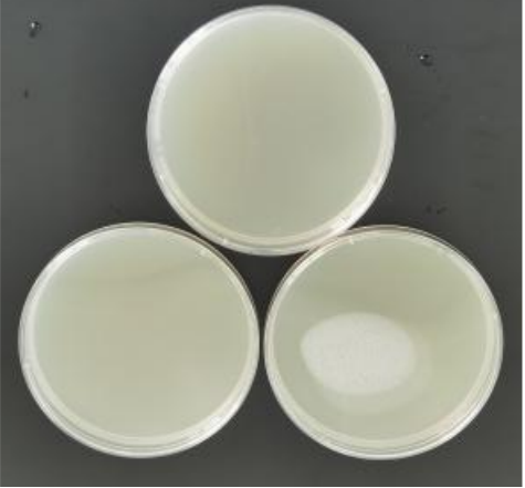 Escherichia coli deoxyribonucleic acid liquid indoor quality control product-BNCC