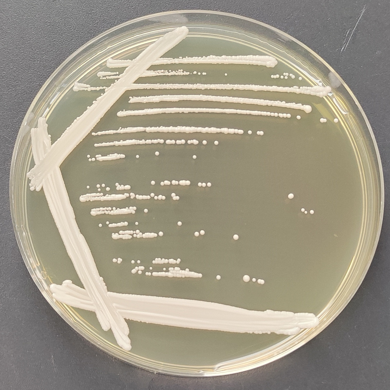 Candida saccharimorpha-BNCC