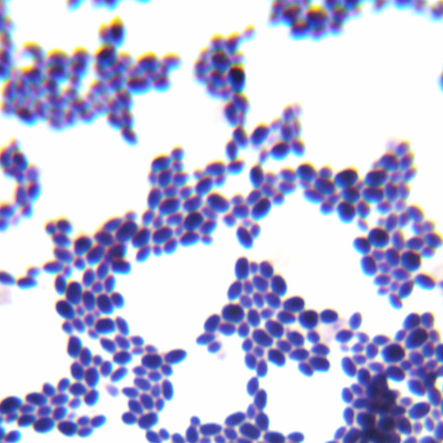Candida saccharimorpha-BNCC