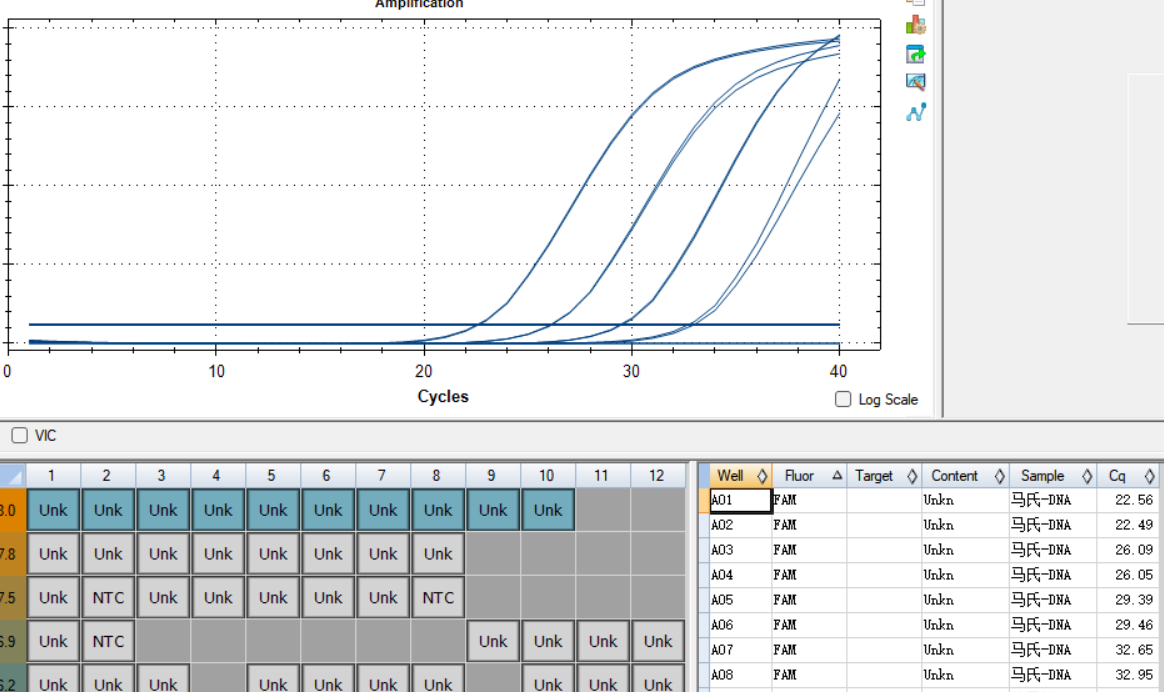 DNA standard of Mycobacterium mageritense-BNCC
