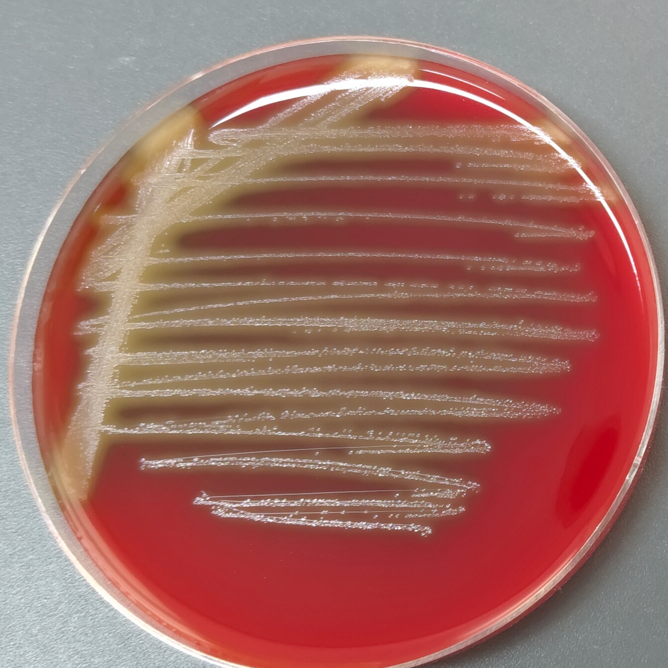Streptococcus pneumoniae-BNCC