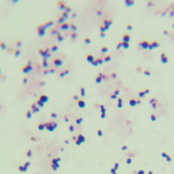 Streptococcus pneumoniae-BNCC