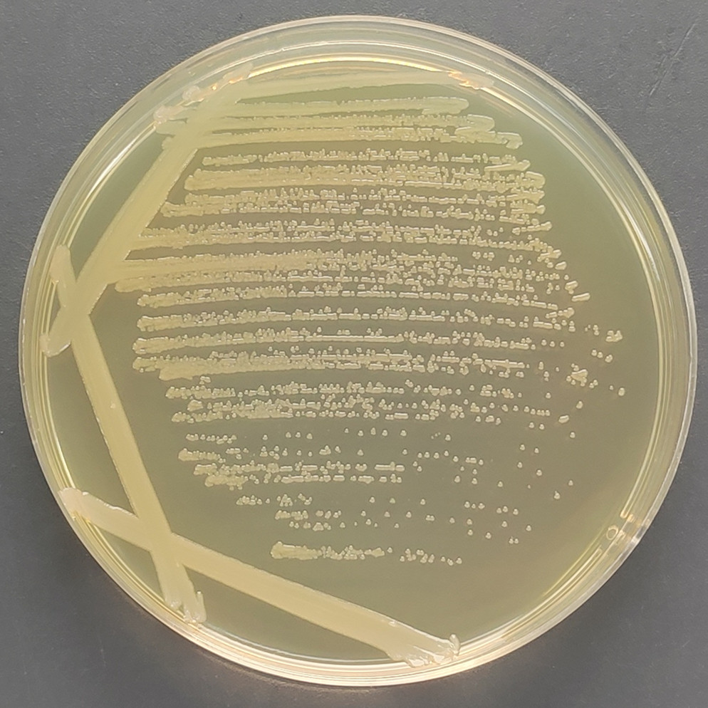 Acinetobacter baumannii-BNCC