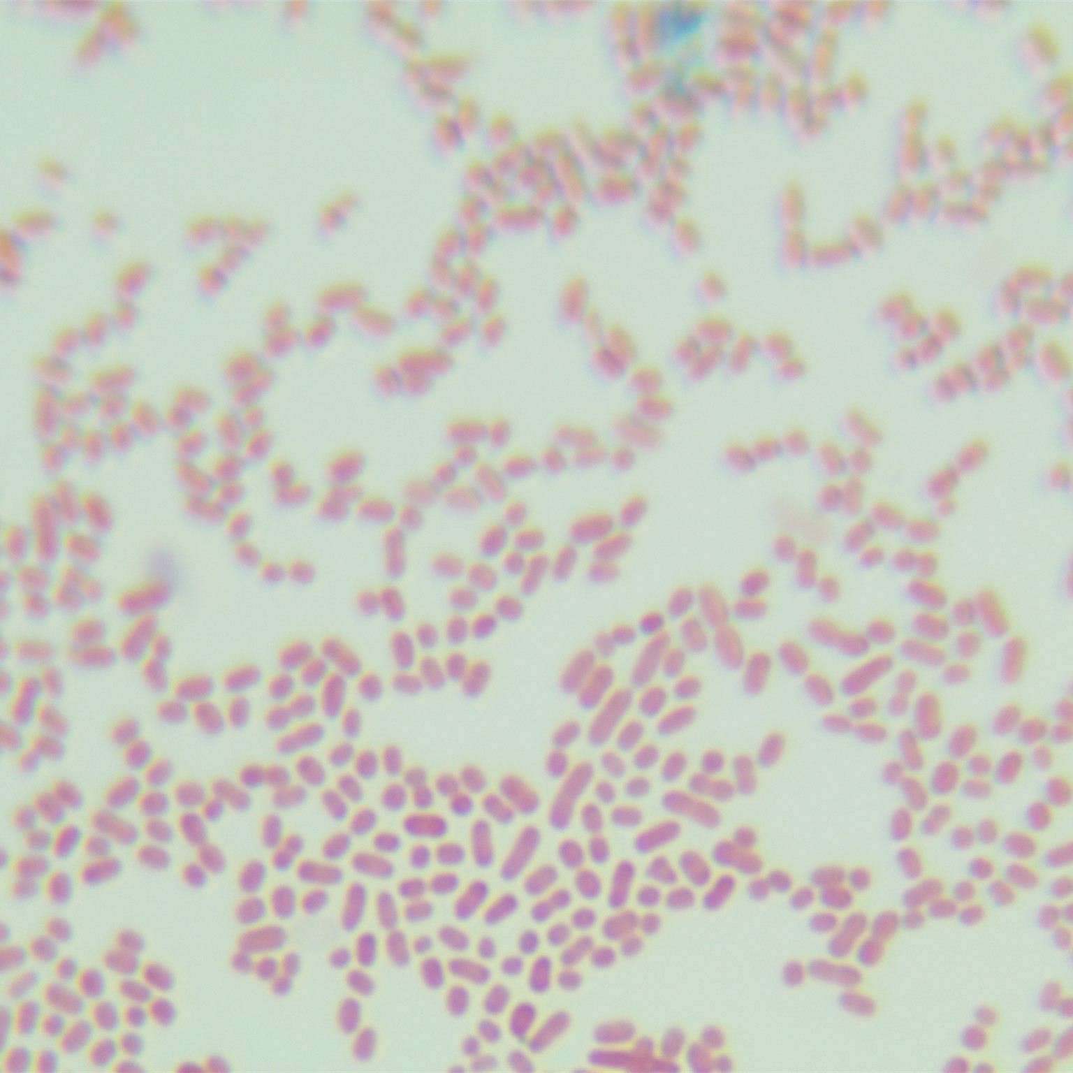 Acinetobacter baumannii-BNCC