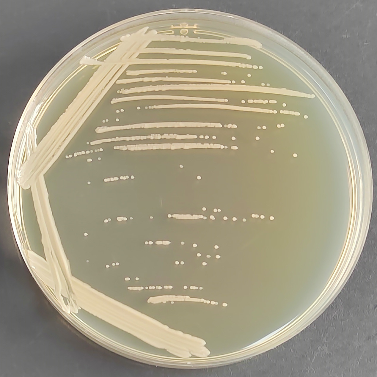 Acinetobacter baumannii-BNCC