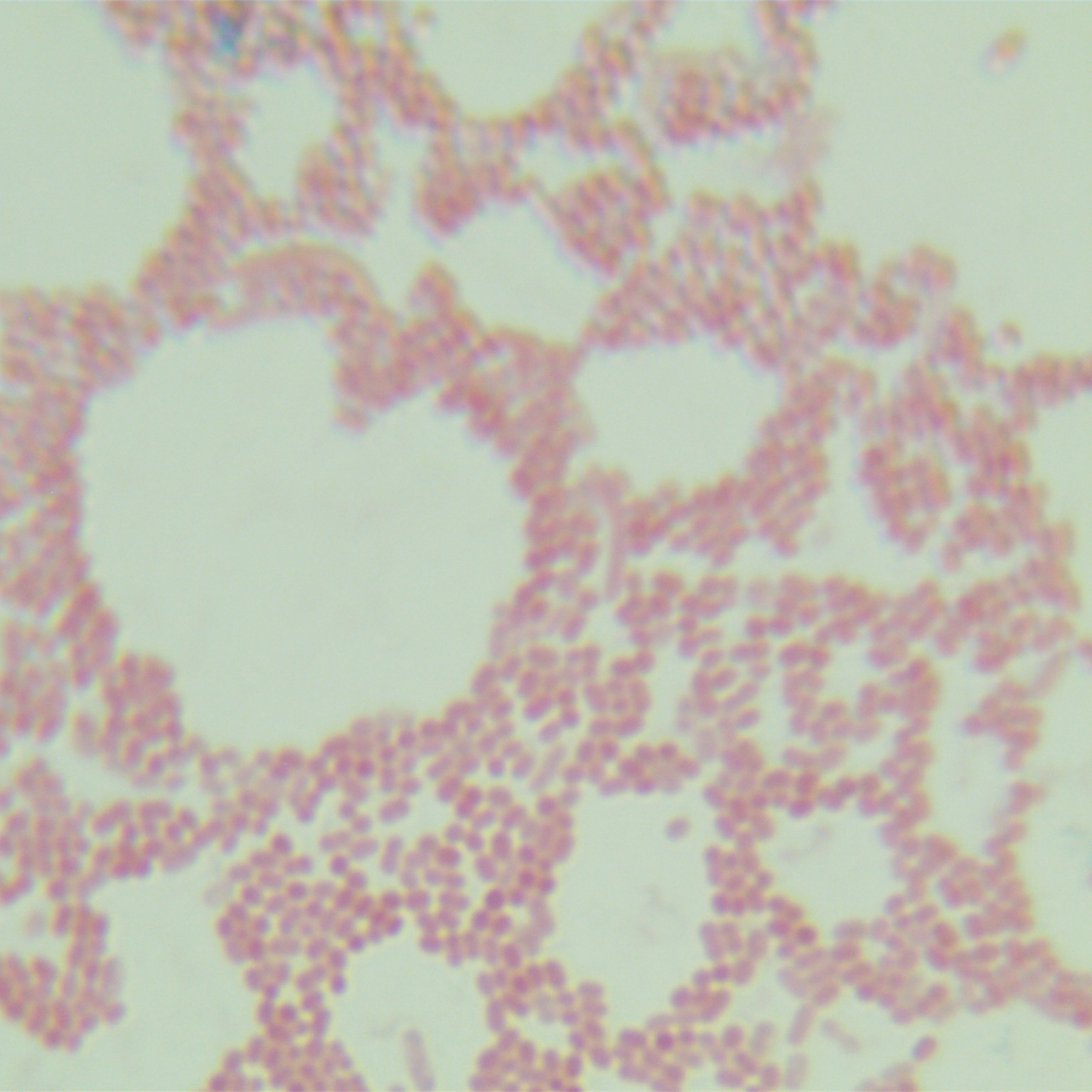 Acinetobacter baumannii-BNCC