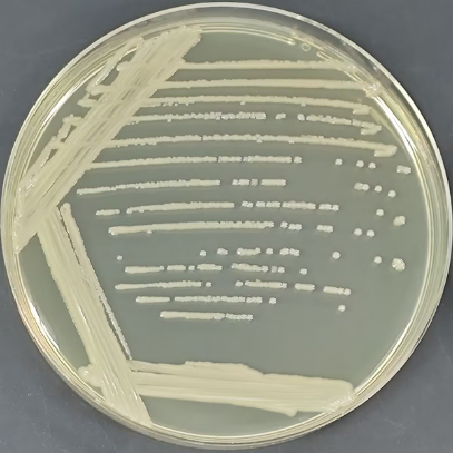 Escherichia coli HS (pCamp) R-BNCC