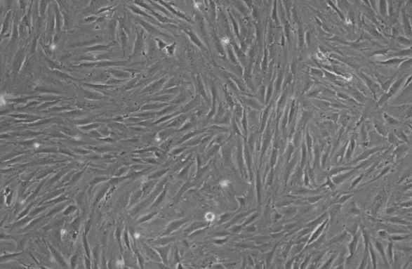 Bovine parainfluenza virus type 3 RNA standard-BNCC