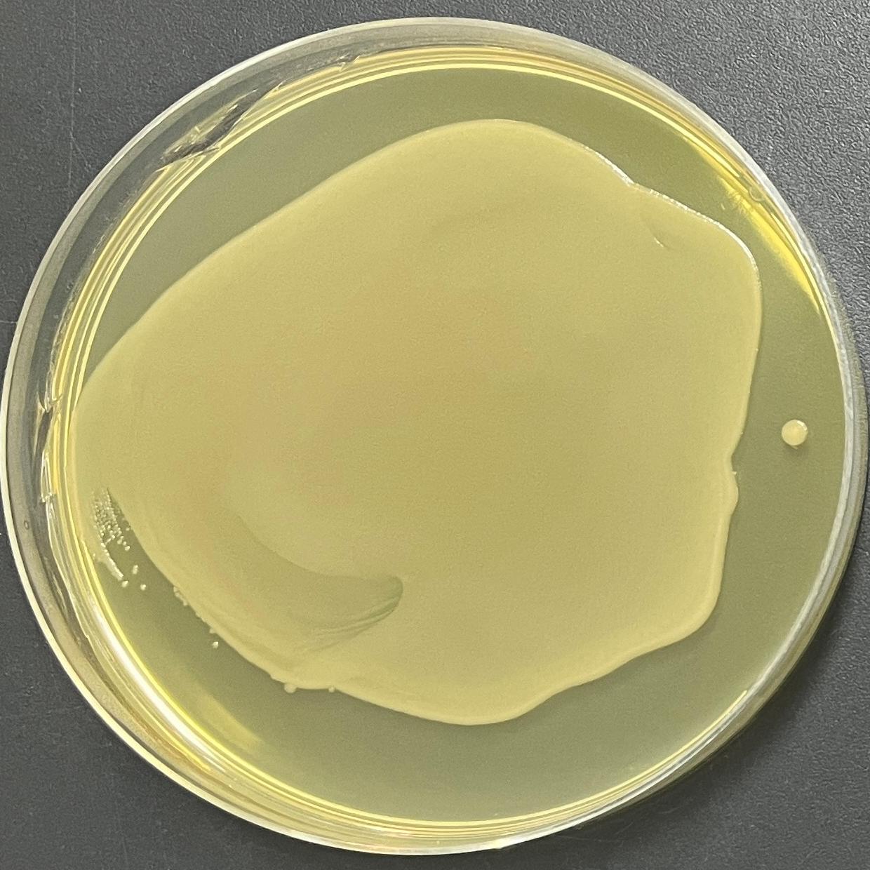 Stbl3 (containing pCAMBIA2301 plasmid) Escherichia coli-BNCC