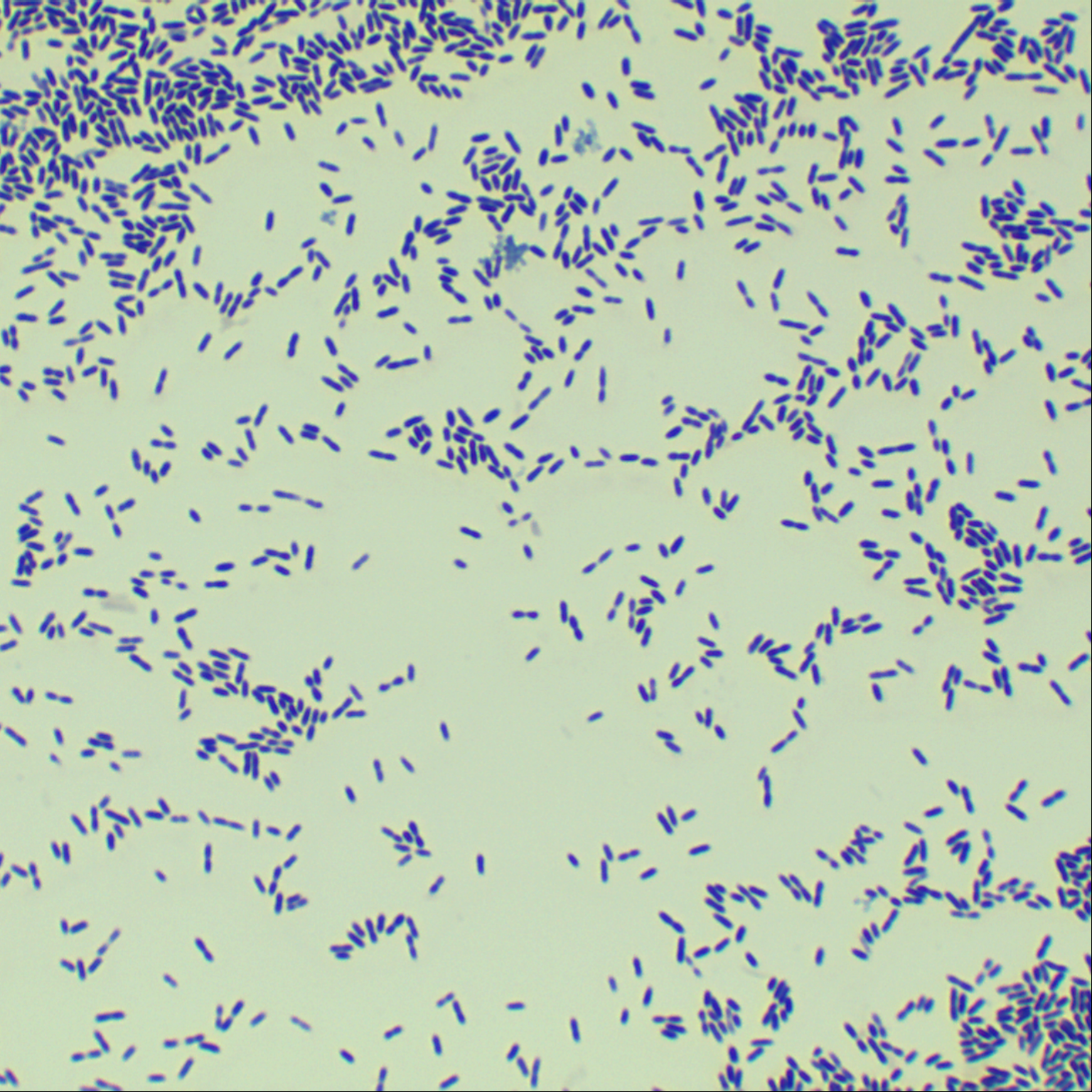 Clostridium perfringens-BNCC