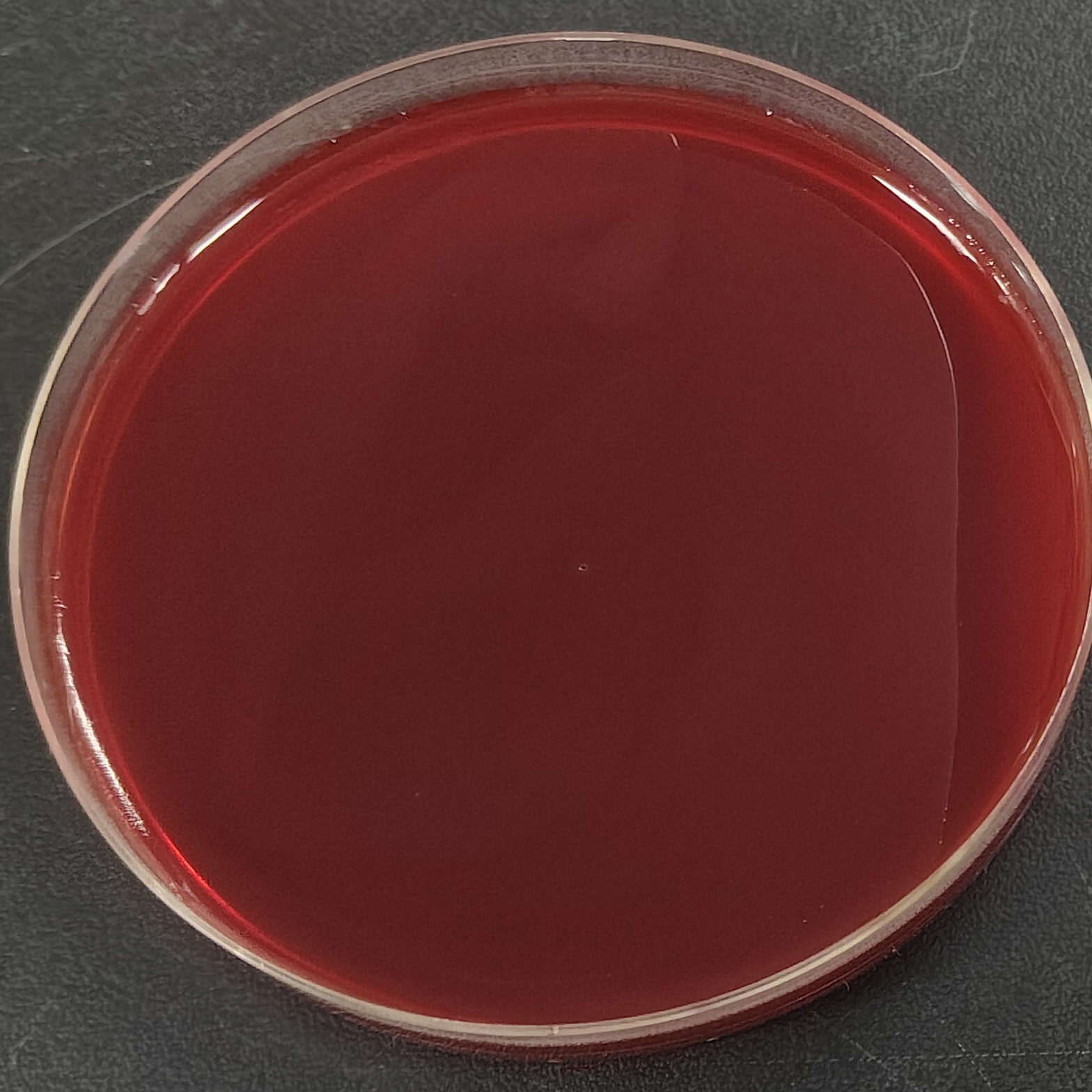 Ordinary marine city ball bacillus-BNCC