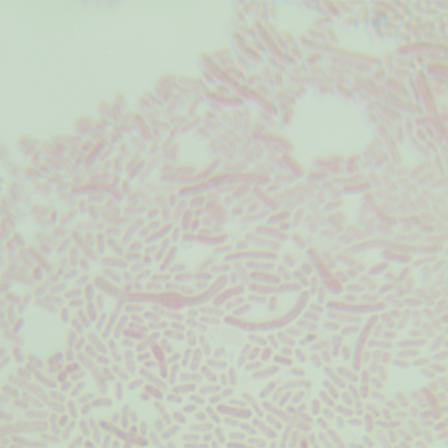 Ordinary marine city ball bacillus-BNCC
