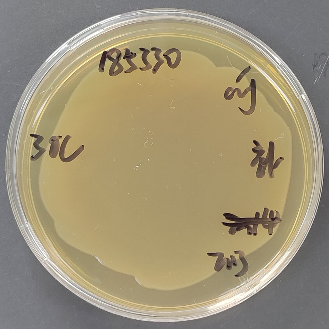 Indoor quality control product for deoxyribonucleic acid liquid of Proteus hauseri-BNCC