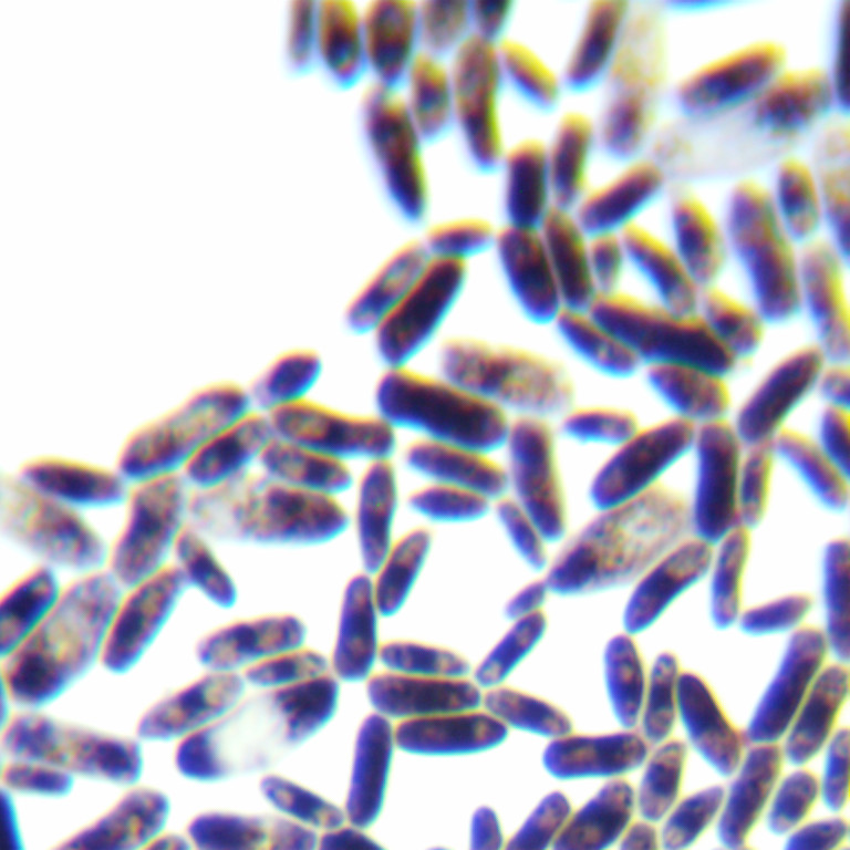 Kudriaziwi's Pichia pastoris (Candida krusei)-BNCC