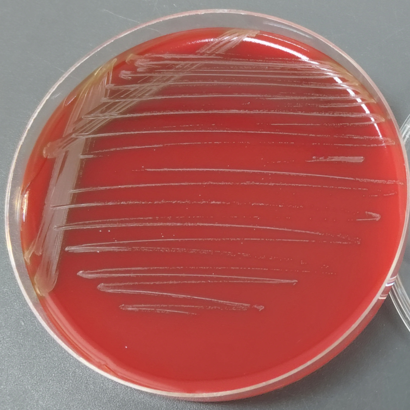 Streptococcus pneumoniae-BNCC