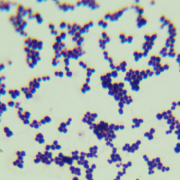 Streptococcus pneumoniae-BNCC