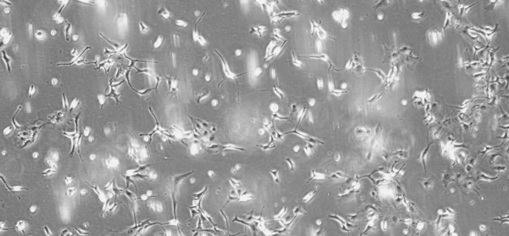 Mouse herpesvirus type 1 DNA standard-BNCC