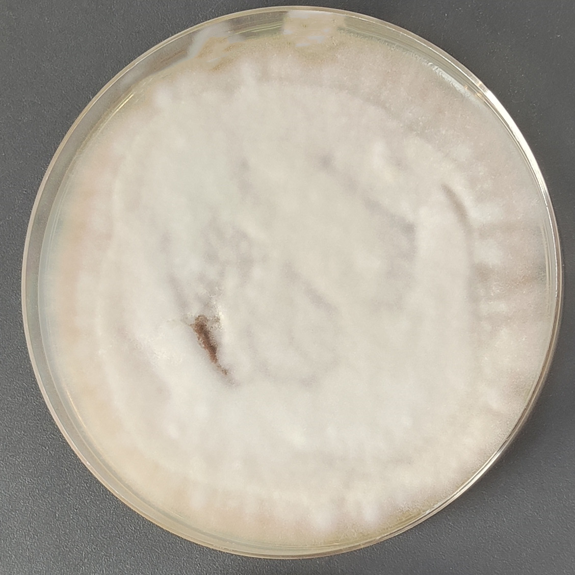 Pseudo Alabama Aspergillus-BNCC