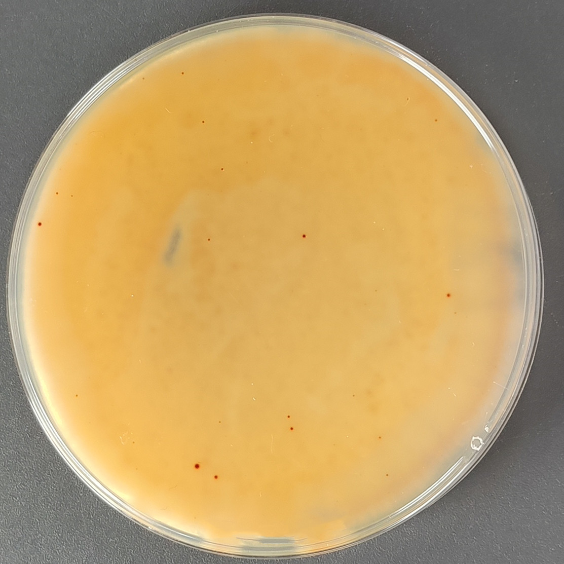 Pseudo Alabama Aspergillus-BNCC