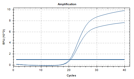 Candida albicans DNA standard-BNCC