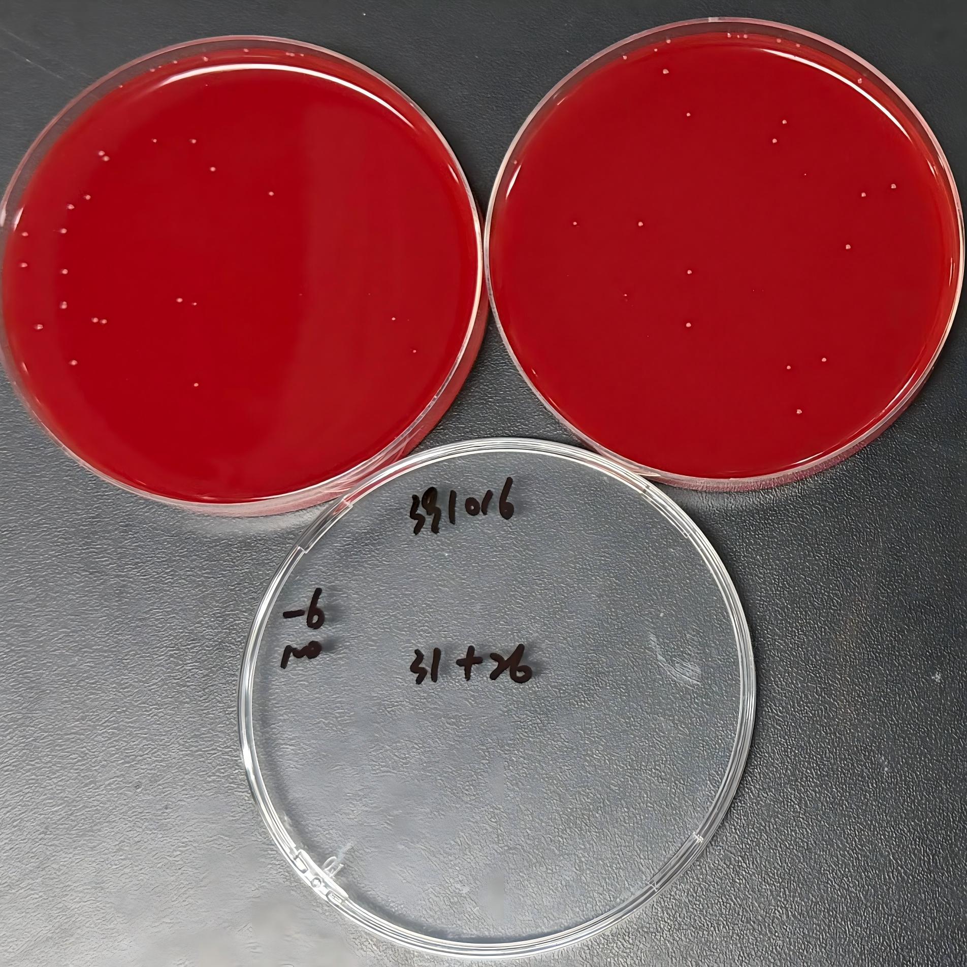Uppsala Campylobacter-BNCC