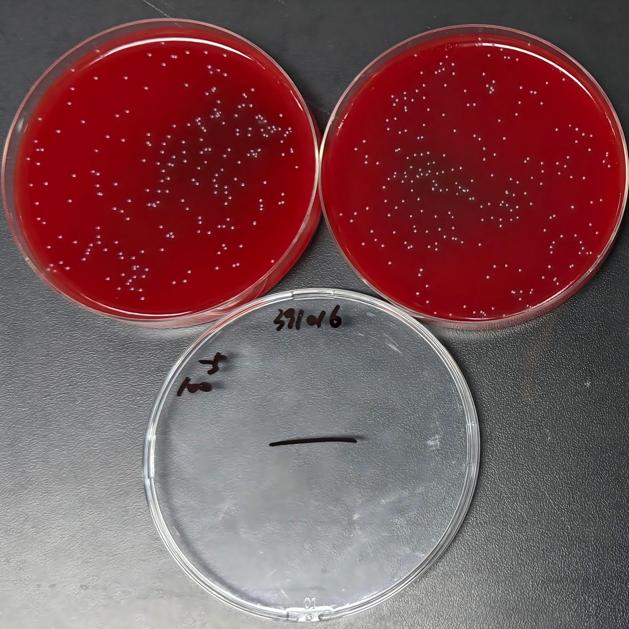 Uppsala Campylobacter-BNCC