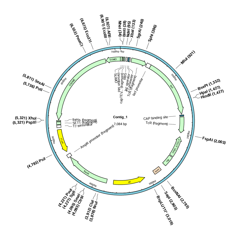 pET-SUMO-DFNA5(human)-6×His-BNCC
