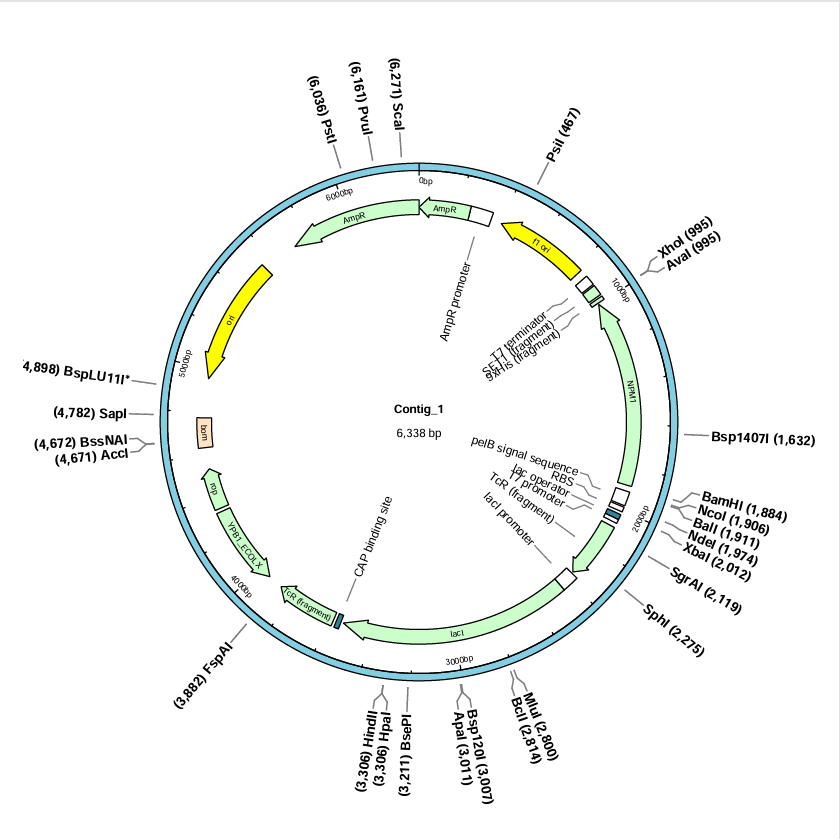 pET22b-NPM1(human)-BNCC